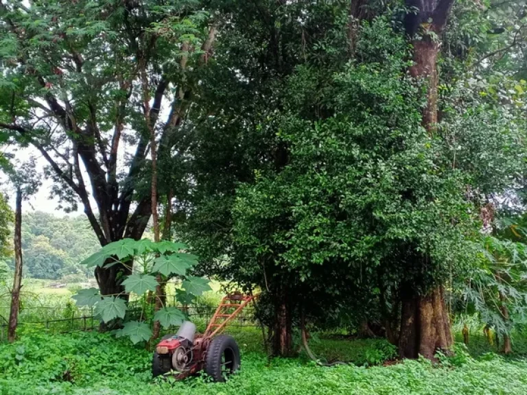 ที่ดินติดลำธารลำน้ำแม่ริม วิวเขาสวย ต้นไม้ใหญ่หลายต้น