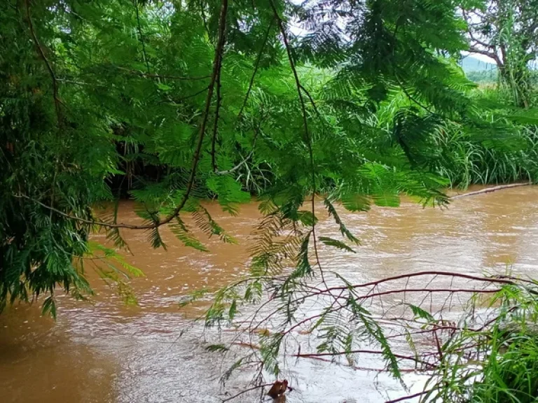 ที่ดินติดลำธารลำน้ำแม่ริม วิวเขาสวย ต้นไม้ใหญ่หลายต้น