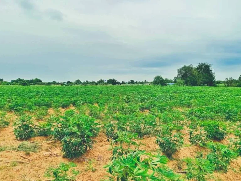 ขายที่ดินอู่ทองวิวเขาสวยโอบล้อม ใกล้วัดเขาดีสลัก พื้นที่อุดมสมบูรณ์เหมาะสร้างบ้านสวนยามเกษียณ