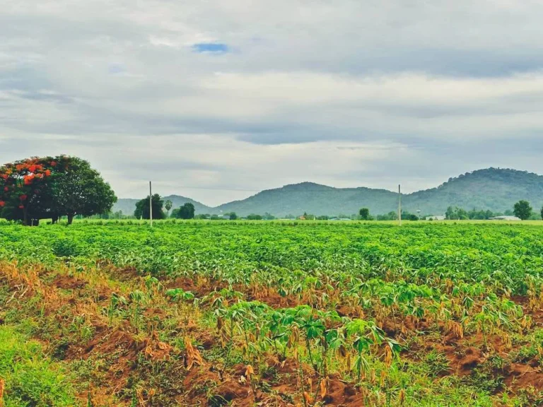 ขายที่ดินอู่ทองวิวเขาสวยโอบล้อม ใกล้วัดเขาดีสลัก พื้นที่อุดมสมบูรณ์เหมาะสร้างบ้านสวนยามเกษียณ