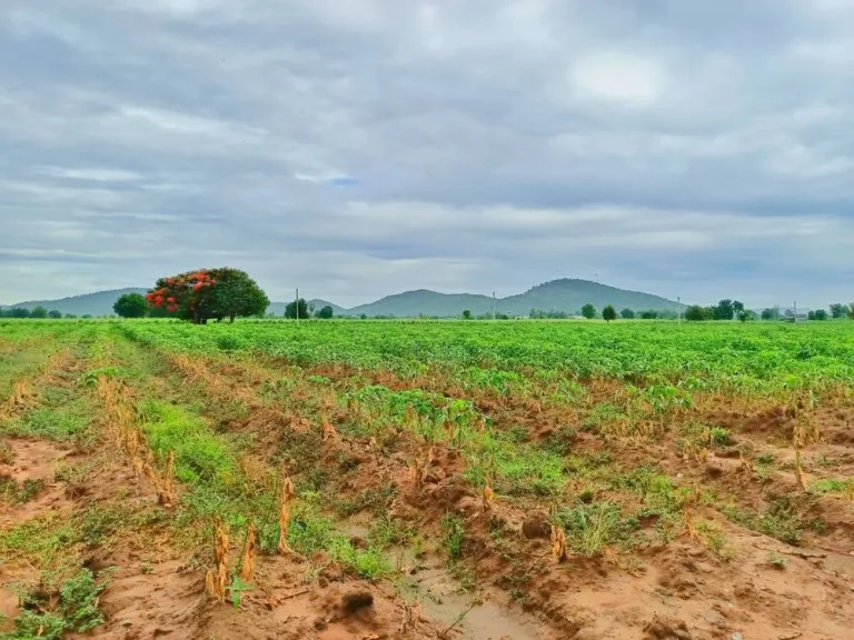 ขายที่ดินอู่ทองวิวเขาสวยโอบล้อม ใกล้วัดเขาดีสลัก พื้นที่อุดมสมบูรณ์เหมาะสร้างบ้านสวนยามเกษียณ