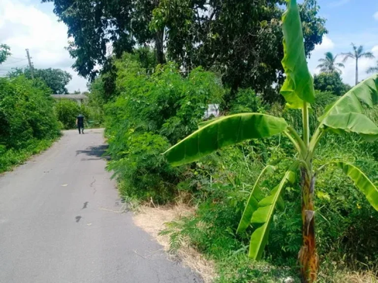 ขายที่ดินจัดสรร 100 ตรว แขวงทับยาว เขตลาดกระบัง จกรุงเทพมหานคร