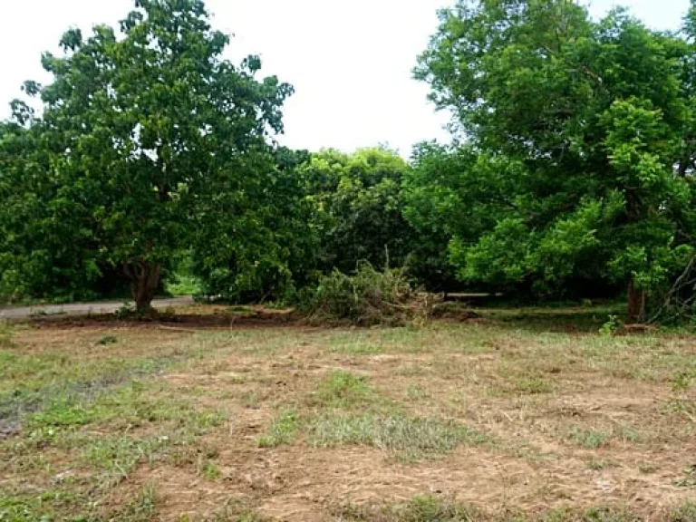 ขายที่ดิน บรรยากาศดี ใกล้ถนนเลียบคลองชลประทาน สันทราย เชียงใหม่