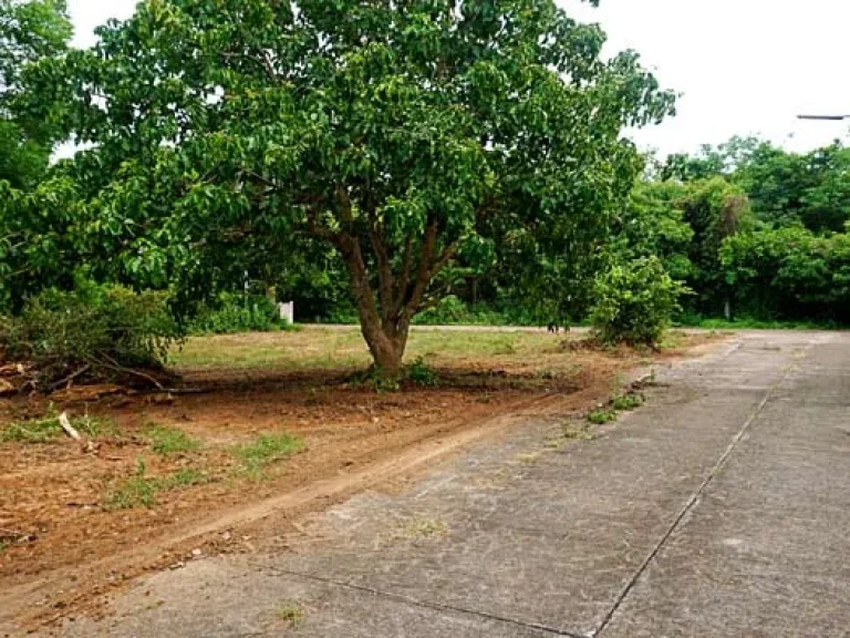 ขายที่ดิน บรรยากาศดี ใกล้ถนนเลียบคลองชลประทาน สันทราย เชียงใหม่