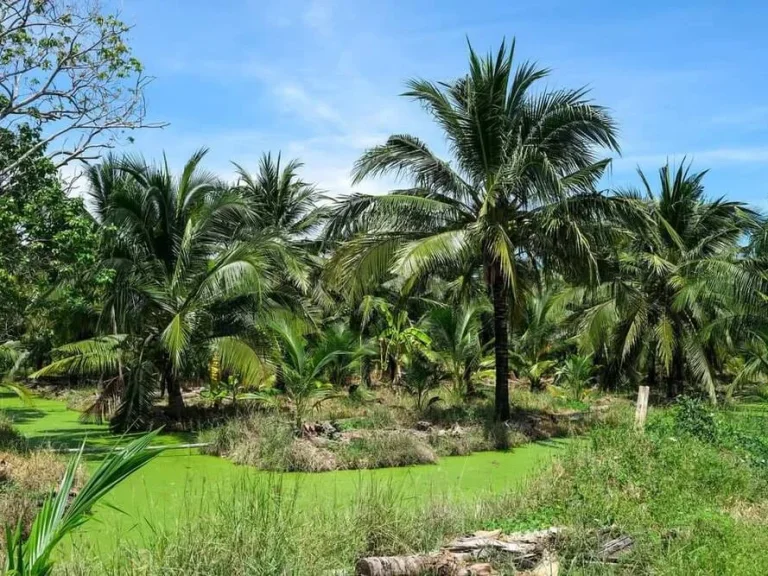 ขายที่ดินริมน้ำ ที่สวนมะพร้าว อบ้านแพ้ว สมุทรสาคร 11 ไร่ ทำเลดี ติดแม่น้ำท่าจีน ใกล้ถนนใหญ่ 12 กม เหมาะทำร้านอาหาร รีสอร์ท ขายถูก เจ้าของอยากขาpย