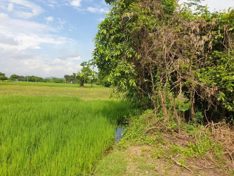 ขายที่ดินตำบลหนองยาว รหัสทรัพย์ 202186 ชชลประทาน ตหนองยาว อเมือง จสระบุรี ขนาด 3 ไร่ 92 ตรว