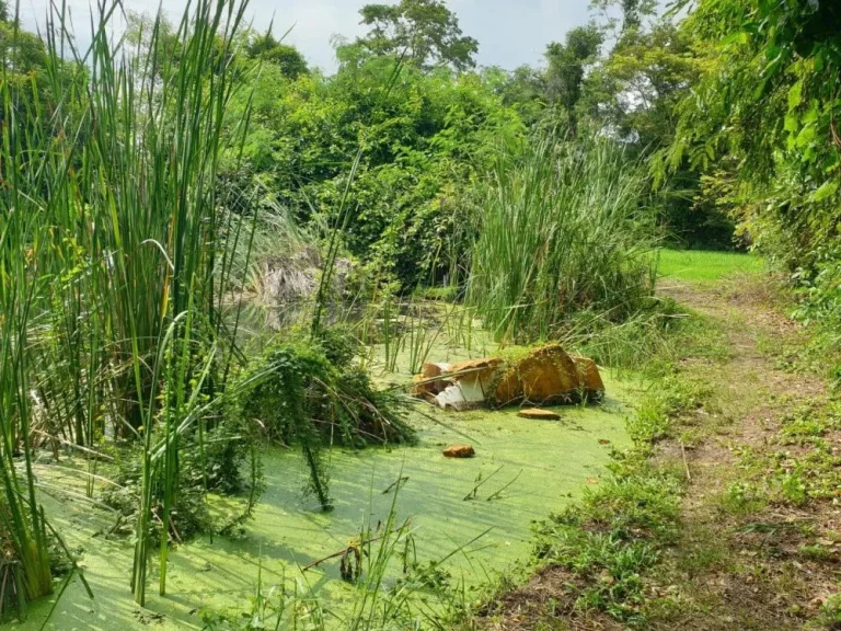 ขายที่ดินตำบลหนองยาว รหัสทรัพย์ 202186 ชชลประทาน ตหนองยาว อเมือง จสระบุรี ขนาด 3 ไร่ 92 ตรว