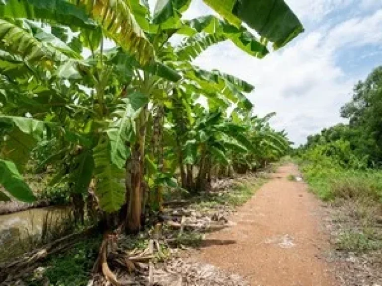 ขายที่ดิน อำเภอหนองเสือ ปทุมธานี 130 ไร่เศษ ติดถนนเลียบคลอง 10 เหมาะซื้อเก็บ