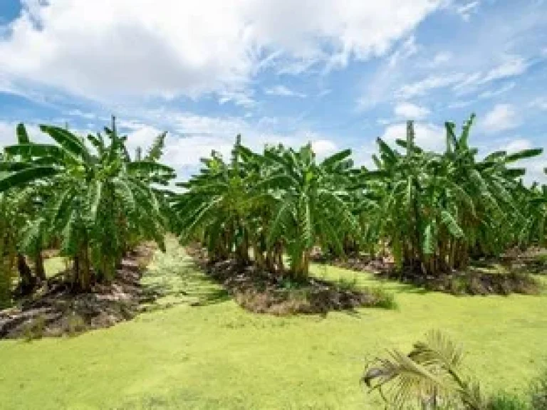 ขายที่ดิน อำเภอหนองเสือ ปทุมธานี 130 ไร่เศษ ติดถนนเลียบคลอง 10 เหมาะซื้อเก็บ