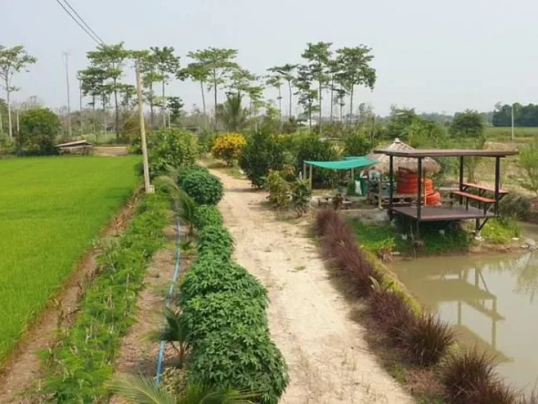 ขายโครงการโคก หนอง นา โมเดลพร้อมสวนและอุปกรณ์ทำการเกษตร เชียงราย