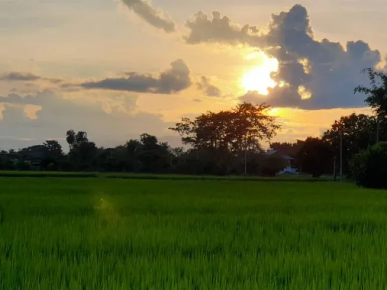 ขายโครงการโคก หนอง นา โมเดลพร้อมสวนและอุปกรณ์ทำการเกษตร เชียงราย