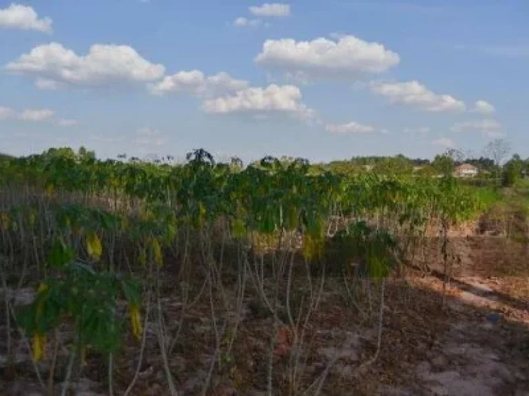 บ้านเดี่ยวถูกมาก YE-25 หนองกุงศรี โนนสะอาด อุดรธานี หนองกุงศรี 31 ไร่ Nong Kung Si Udon Thani