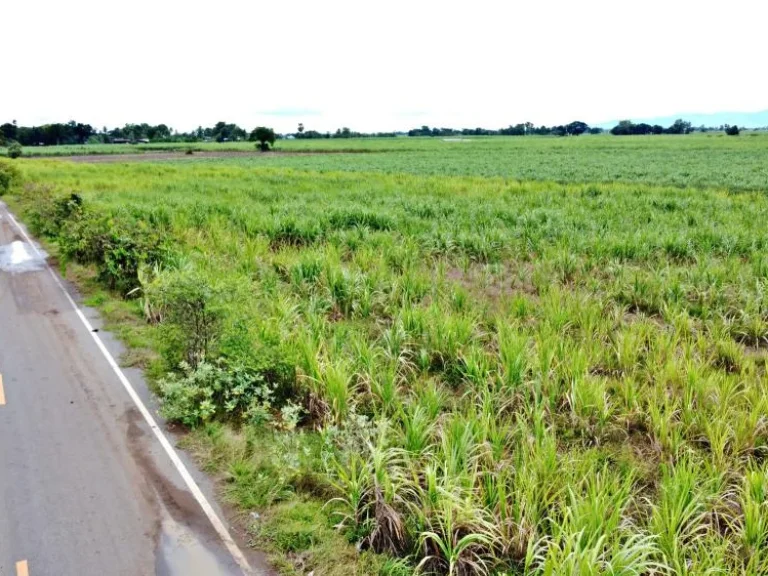 ติดถนนดำ 200 ตรว ผ่อนเบา 3500 ตชอนสมบูรณ์ อหนองม่วง จลพบุรี