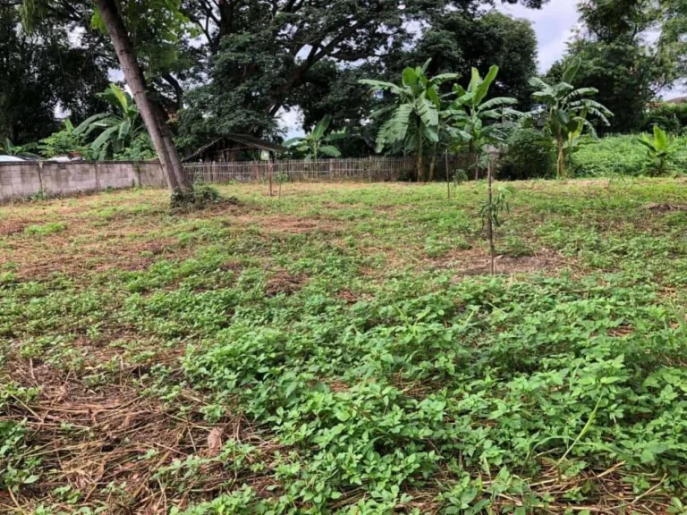 ขายที่ดิน 197 ตรว ตวัดเกต ในตัวเมืองจังหวัดเชียงใหม่