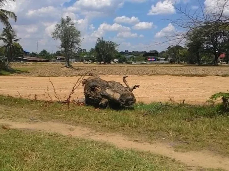 ขายที่ดิน 100 ตรว บ้านหนองหญ้าม้า อเมือง จร้อยเอ็ด