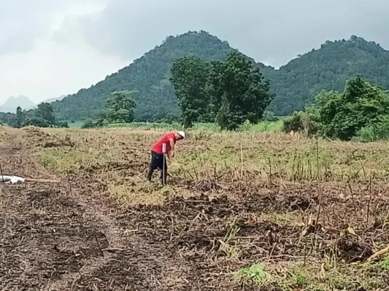 วังเพลิงเฟส 7 ทำเลทอง ที่ดินแบ่งขายติดถนนหลวง สุรนารายณ์ 205 ลาดยาง 4 เลน