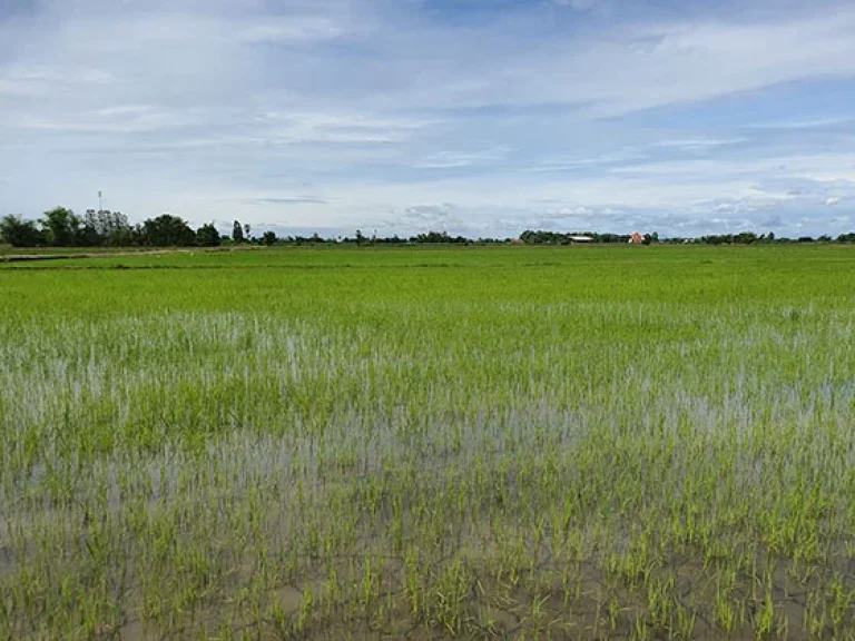 บรรยากาศวิวธรรมชาติท้องทุ่งนา ติดทาง ติดคลองส่งน้ำ 63 ไร่