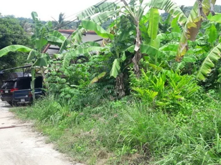 ขายที่ดินบนเกาะสมุย ขนาด 100 ตรว ตบ่อผุด จสุราษฎร์ธานี