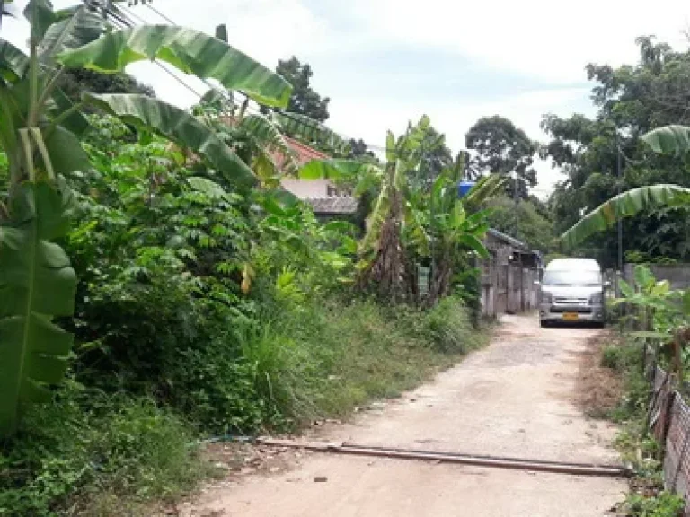 ขายที่ดินบนเกาะสมุย ขนาด 100 ตรว ตบ่อผุด จสุราษฎร์ธานี