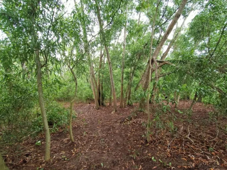 ขายที่ดินปทุมธานี 2 ไร่ ซแหลมทองเทคโนโลยี ตบางหลวง อเมืองปทุม มีน้ำล้อมที่ เหมาะทำบ้านพักแปลงเกษตร ขายด่วน