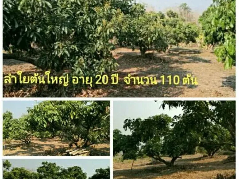 ขายที่ดินสวนลำใยราคาถูก อำเภอภูกามยาว จังหวัดพะเยา