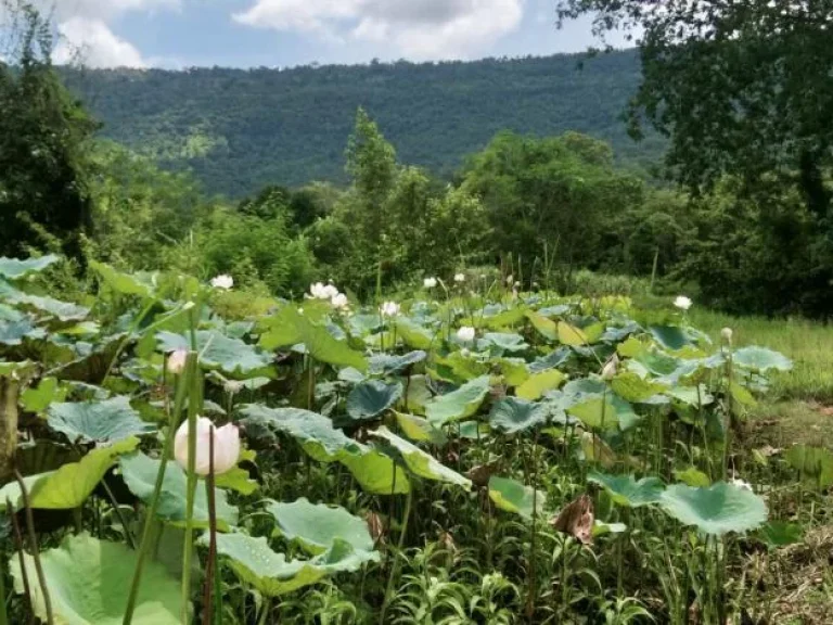 ขายที่ดินติดภูเขา อากาศดี เงียบสงบเหมาะสำหรับเป็นที่พักผ่อน