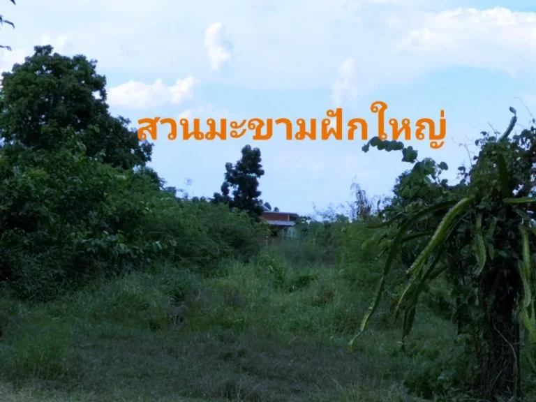 ขายที่ดินกลางหมู่บ้าน น้ำไฟสะดวก อชุมแพ จ ขอนแก่น