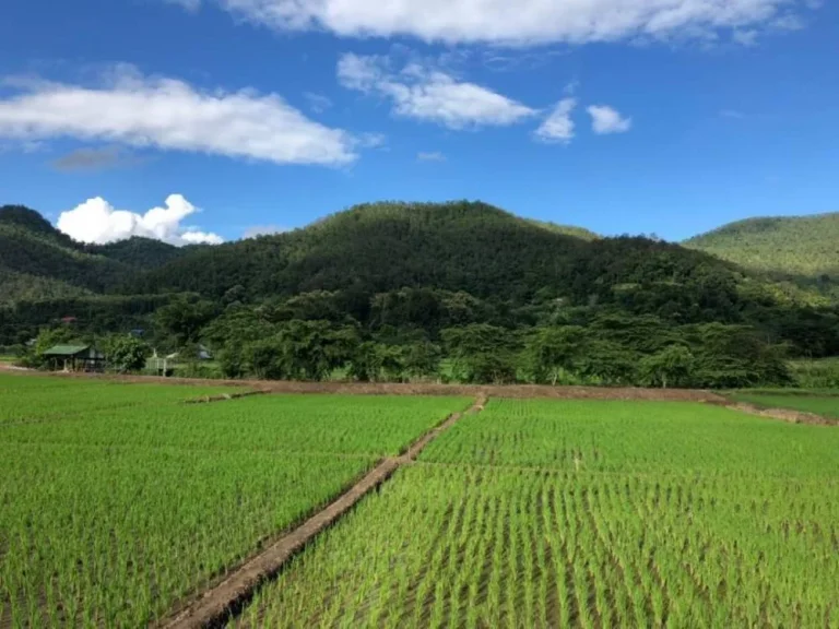 ขายที่ดินติดลำเหมือง ตสะเมิงใต้ อสะเมิง จเชียงใหม่