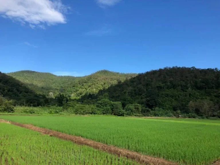 ขายที่ดินติดลำเหมือง ตสะเมิงใต้ อสะเมิง จเชียงใหม่