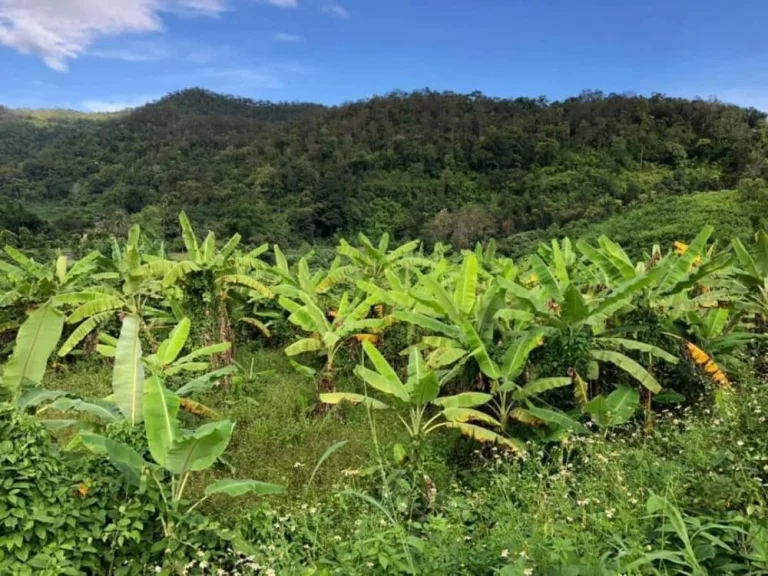 ขายที่ดินติดลำเหมือง ตสะเมิงใต้ อสะเมิง จเชียงใหม่