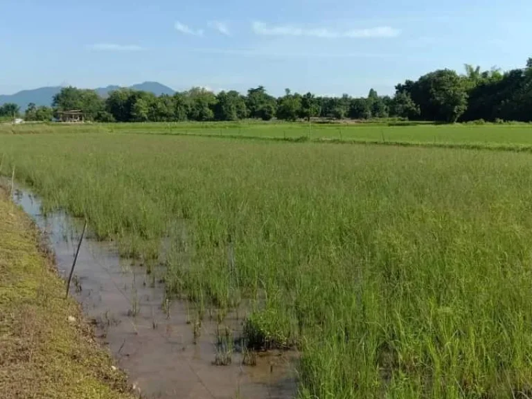 ที่นาแปลงสวย วิวสวย ติดถนนหลัก มีโฉนด อุตรดิตถ์