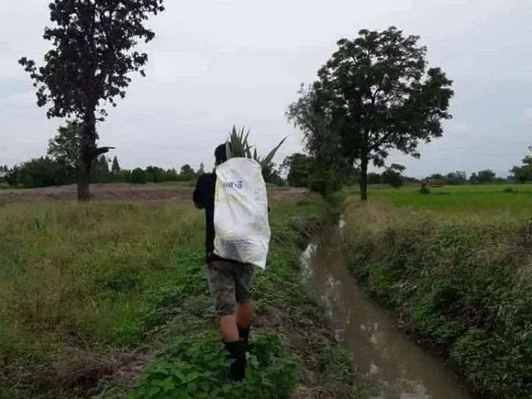 ขายที่ดินสวย อำเภอสระโบสถ์ จังหวัดลพบุรี เหมาะทำการเกษตรและอยู่อาศัย