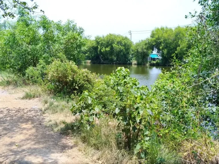 ขายที่ดินเปล่า ริมแนวถนนตัดใหม่เทียนทะเล-แสมดำ กรุงเทพ