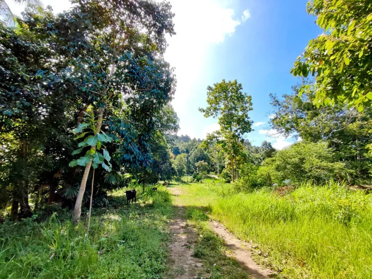 ขายที่ดินวิวทิวทัศน์ธรรมชาติเกาะพะงันมีความเป็นส่วนตัวสูง