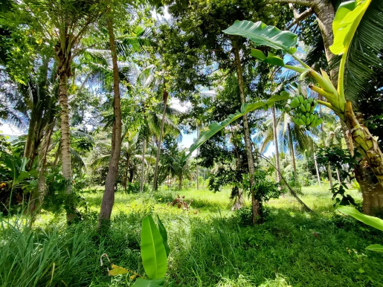 ขายที่ดินสวยเหมาะสำหรับสร้างบ้านพักอาศัยบนเกาะพะงัน