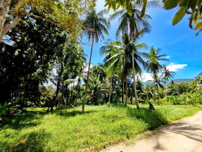 ขายที่ดินสวยเหมาะสำหรับสร้างบ้านพักอาศัยบนเกาะพะงัน