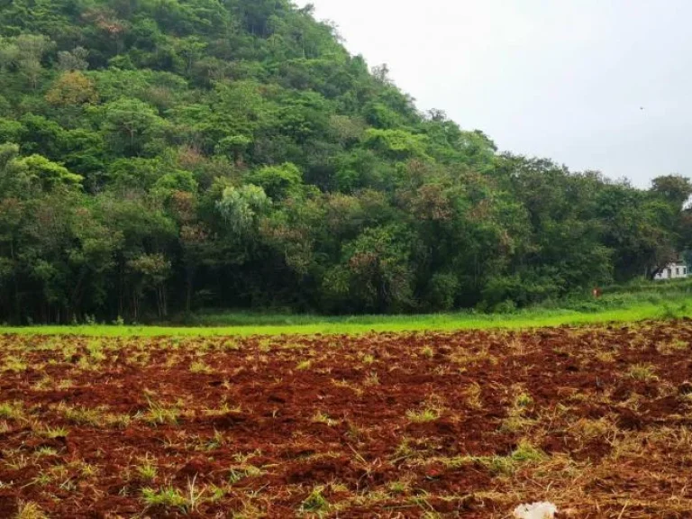 สิงหาคม โปรฯปังๆ จองภายใน 31 สค ลดทันที 100000 บาท ยืนหนึ่งต้อง เขาใหญ่