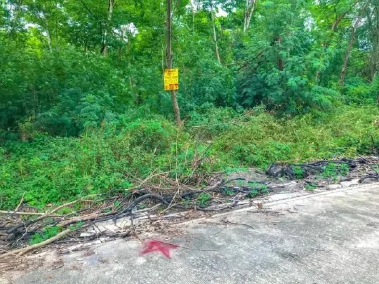 ขายที่ดิน 66 ตรว แปลงมุม ตลำผักกูด อธัญบุรี จปทุมธานี