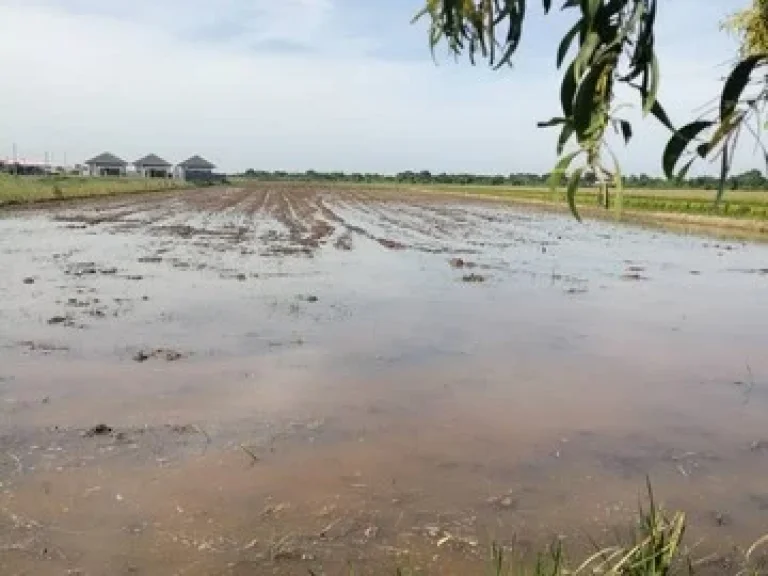 ขายที่ดินเปล่า ทำเลดี ติดถนนสาธารณะ หนองจอก กรุงเทพฯ