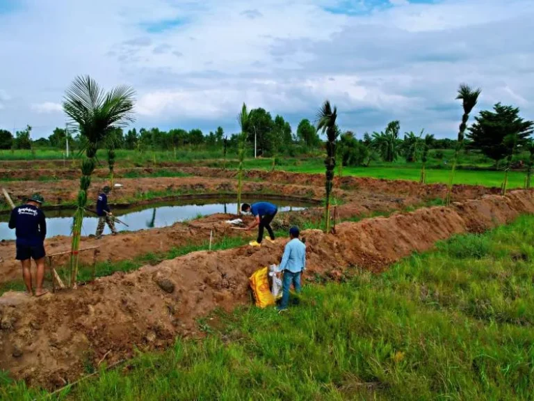 ที่ดินแบ่งแปลงคลอง 14 หนองเสือ จปทุมธานี เหมาะทำบ้านสวนเกษตร