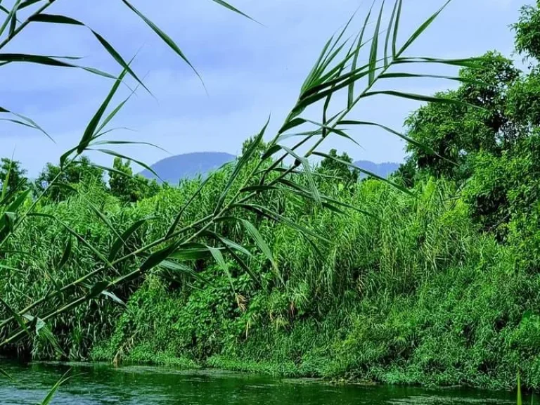 แปลงริมแม่น้ำเพชร4 ที่ดินติดริมแม่น้ำ ทำเลธรรมชาติที่ทุกคนใฝ่หา