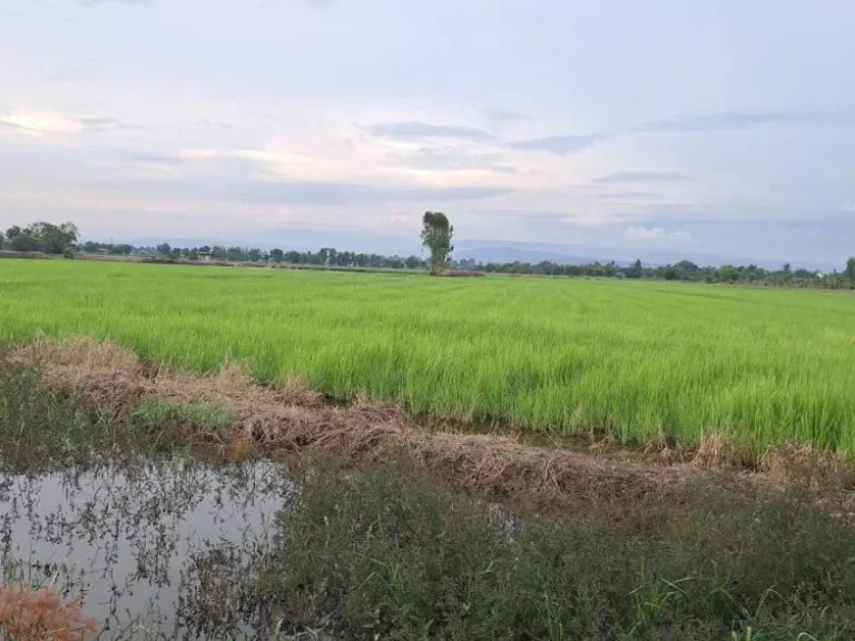 ที่ดินปราจีนบุรีเหมาะพัฒนาเป็นบ้านสวนกลางทุ่ง รีสอร์ท ศูนย์เรียนรู้ทางเกษตร 12 ไร่ 3 งาน 33 ตารางวา