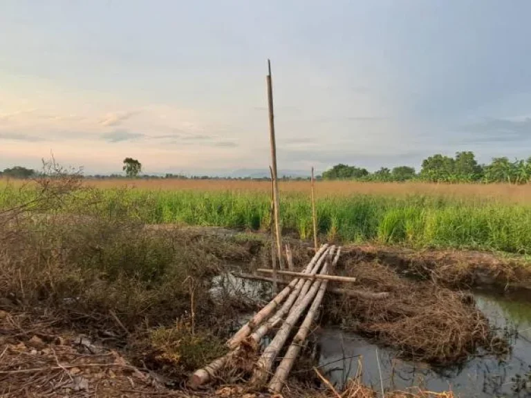 ที่ดินปราจีนบุรีเหมาะพัฒนาเป็นบ้านสวนกลางทุ่ง รีสอร์ท ศูนย์เรียนรู้ทางเกษตร 12 ไร่ 3 งาน 33 ตารางวา