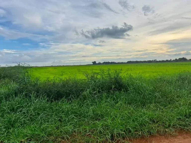 ที่ดินปราจีนบุรีเหมาะพัฒนาเป็นบ้านสวนกลางทุ่ง รีสอร์ท ศูนย์เรียนรู้ทางเกษตร 12 ไร่ 3 งาน 33 ตารางวา