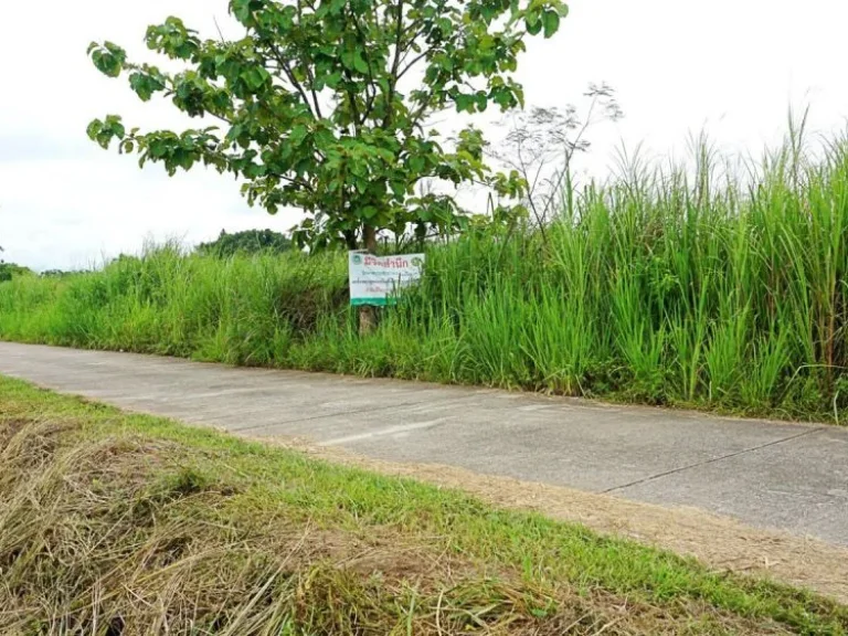 ขายที่ดินตำบลป่าไผ่ อำเภอสันทราย จังหวัดเชียงใหม่