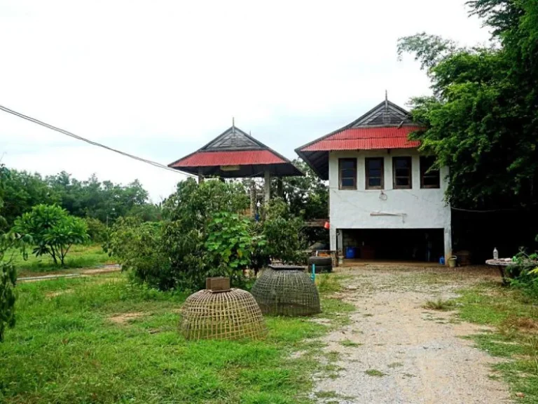 ขายที่ดินบ้านทุ่งหลุก ตำบลท่าวังพร้าว อำเภอสันป่าตอง จังหวัดเชียงใหม่