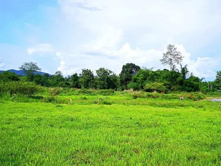 ขายที่ดินหลังแม่โจ้ ตำบลป่าไผ่ อำเภอสันทราย จังหวัดเชียงใหม่