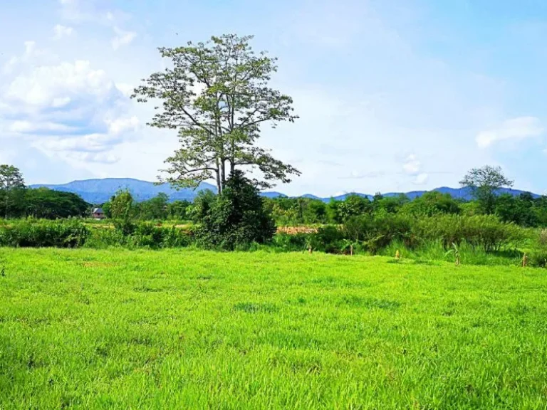 ขายที่ดินหลังแม่โจ้ ตำบลป่าไผ่ อำเภอสันทราย จังหวัดเชียงใหม่