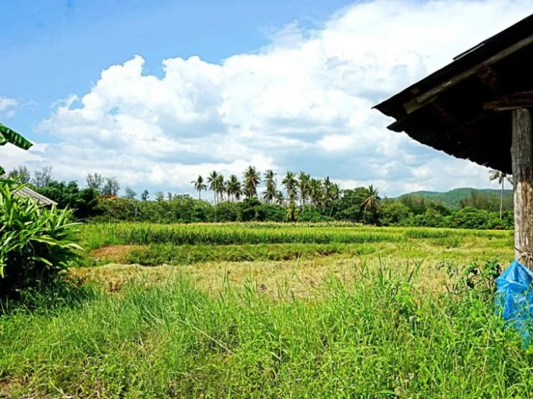 ขายที่ดินแม่แฝก สันทราย จังหวัดเชียงใหม่