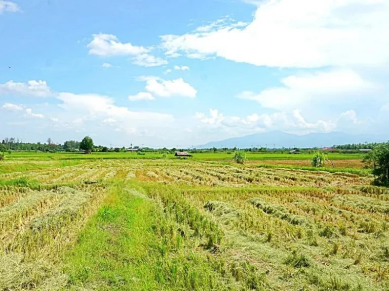 ขายที่ดินแม่แฝก สันทราย จังหวัดเชียงใหม่